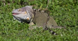 AnimalsCreatures 195