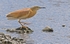 Squacco Heron.