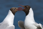 Black-headed Gulls (breeding adults) at Brownsea Island