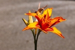 Orange flower