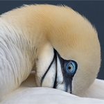 Liz Wallace Gannet Detail