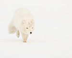 Svalbard white Arctic Fox running