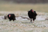 Turkey Vulture walking on grass, Volunteer Point, Falklands
