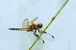 Four spotted chaser