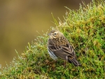 Meadow Pipit