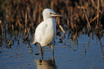 Little Egret