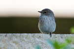 African Dusky Flycatcher perched on a garden wall