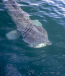 Basking Shark, Isle of Mull, Scotland