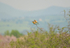 European Bee-eaters