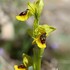 Yellow Bee Orchid (Ophrys lutea)