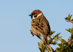 Tree Sparrow 2