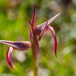 Tongue Orchid (Serapias lingua) 