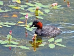 Little Grebe