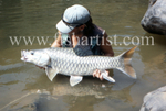 40lb Golden Mahseer.