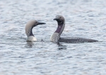 Black-throated Diver