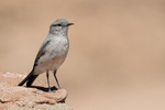 Rufous-naped Ground-Tyrant portfolio