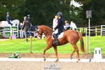 322-BALLYBOLGER.LIONMAN-Sarah.Perry-DR portfolio