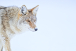 Coyote stops and looks intently, Yellowstone National Park