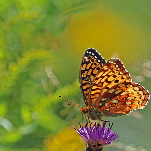 Among the largest of the North American fritillary species, the Great Spangled Fritillary is seen nectaring on Black…