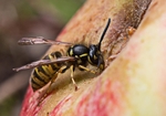 Wasp drinking apple juice