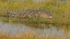 Nile Crocodile