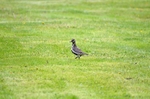 Golden Plover