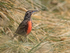 Long-tailed Meadowlark (male), Carcass Island, The Falklands