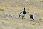 Barnacle Geese family feeding, Jokulsarlon, Iceland
