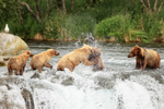 Brown Bear fight over salmon, Brooks Falls, Alaska