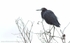 FLB003: Little blue heron