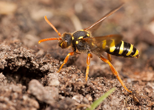 Female [i]Nomada goodeniana[/i] investigating an [i]Andrena nigroaenea[/i] burrow. Warwickshire, May 2012.