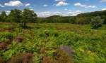 Wharncliffe Heath (03)