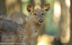 Sambar.