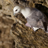 Fulmar precariously balanced on a narrow cliff ledge at Durlston