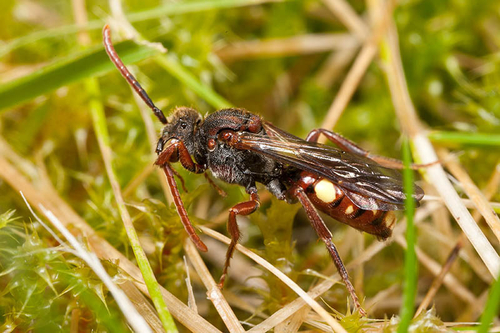 Warwickshire, May 2012. Note prominent yellow spot on edge of abdomen.