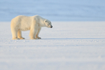 Male Polar Bear standing still, Svalbard, Norway