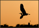Heron 2
