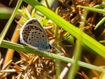 Silver-studded Blue