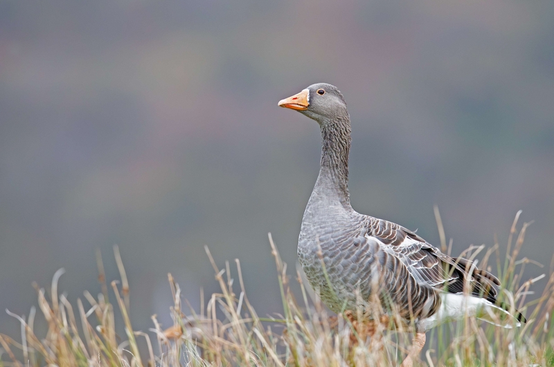 Greylag Goose - Isle of Mull - Scotland