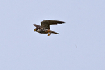 Hobby with Dragonfly at OTmoor RSPB