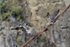 Peregrine with prey,county Louth