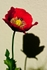 Springfield poppy with shadow