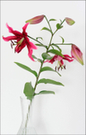 Lilium 'Miss Feya' 1
