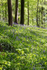 Bluebells in the Forest