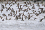 Fast, low-flying flock of Dunlin