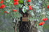 Red Squirrel
