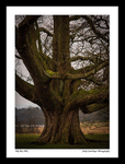Old oak Tree Tatton Park