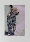 004 Leopard Walking