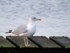 Herring Gull