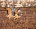 Sandhill Cranes preparing for takeoff, Bosque del Apache, New Mexico